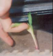 cornintruck.jpg